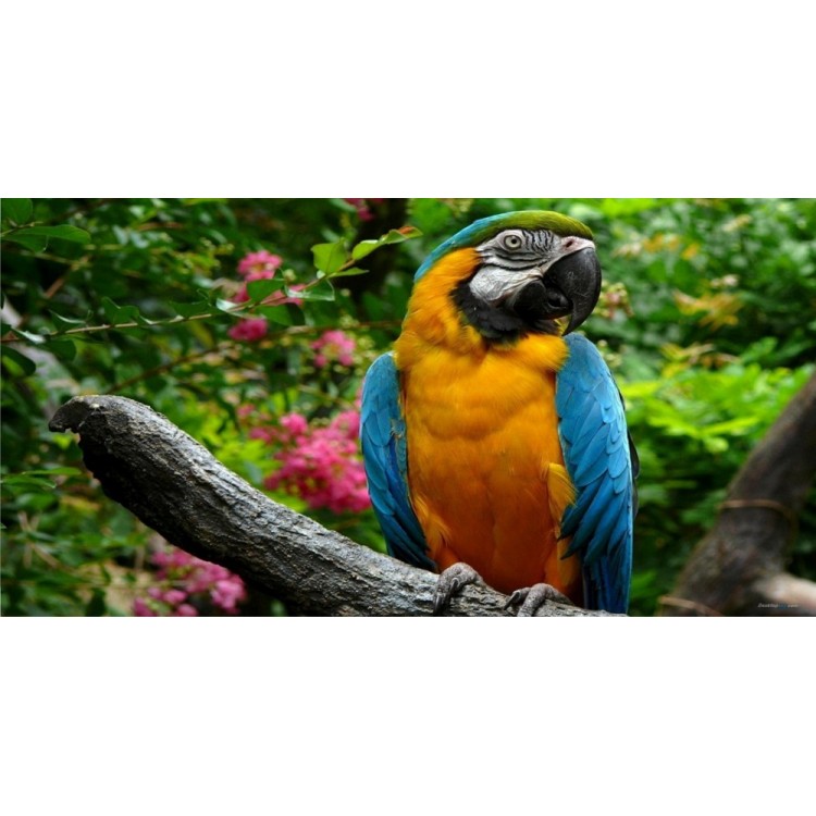 LPO2321 6 x 12 in. Macaw Perched Photo License Plate