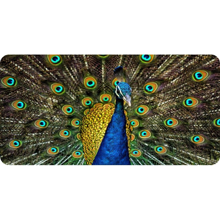 LPO5152 6 x 12 in. Peacock with Open Feathers Photo License Plate