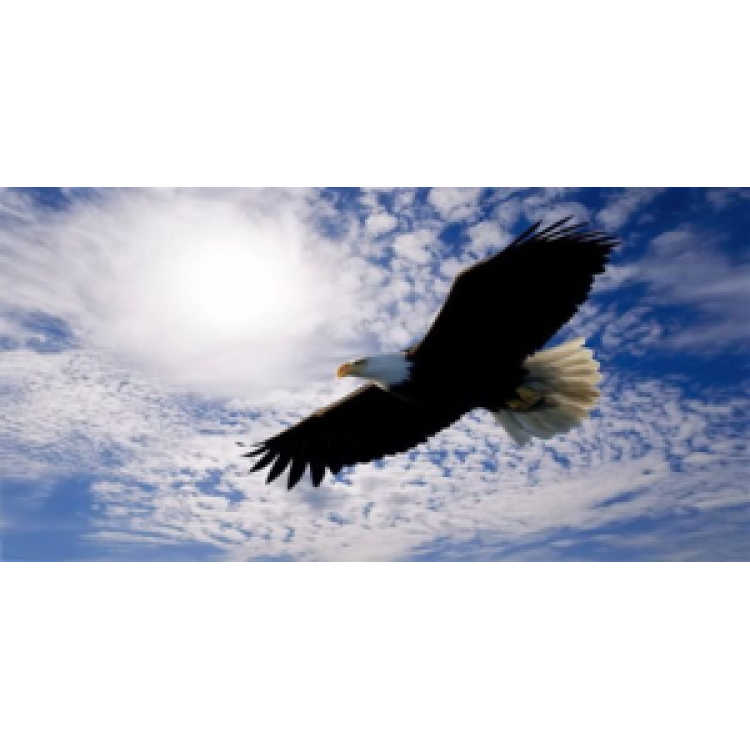 LPO497 Soaring Eagle with Clouds License Plate