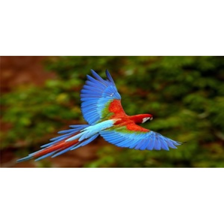 LPO593 Soaring Parrot Photo License Plate
