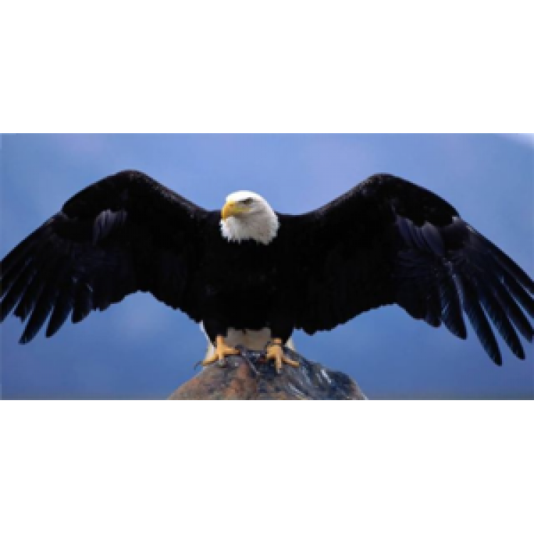 LPO498 Eagle Perched on Rock License Plate