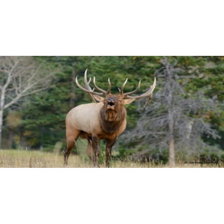 Elk Calling Photo License Plate