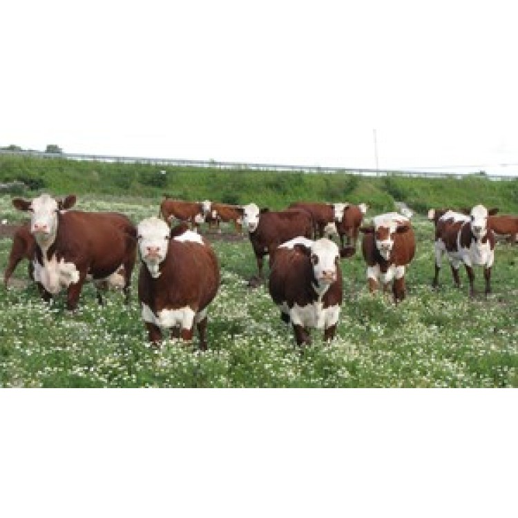 LPO826 Herd of Cows Photo License Plate