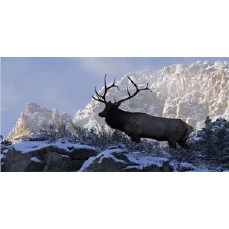 6 x 12 in. Elk Mountain Top Scene Photo License Plate