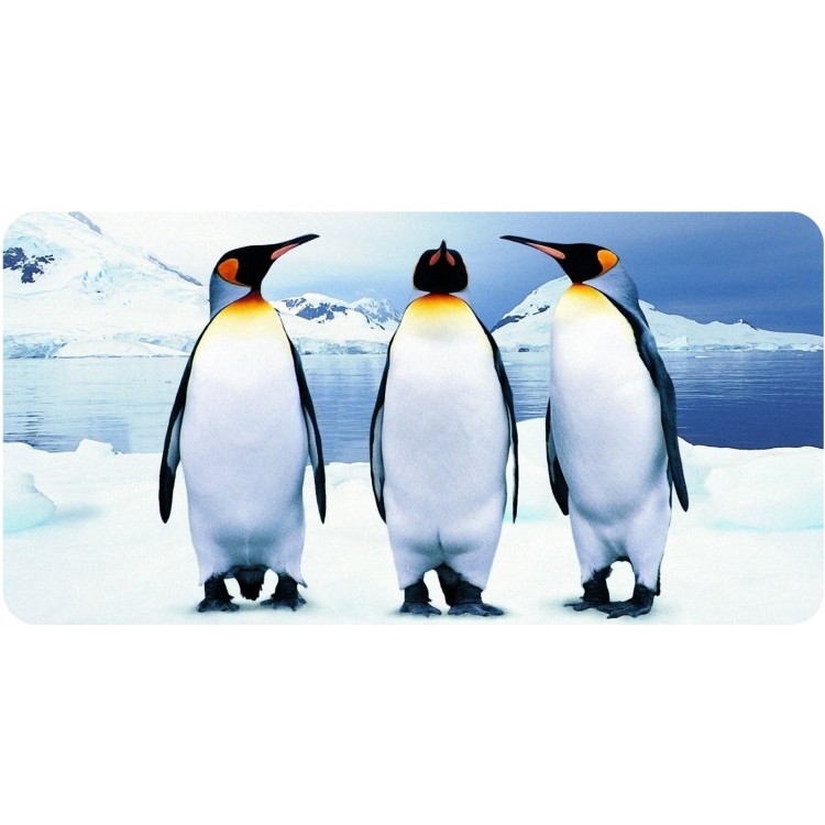 LPO5517 6 x 12 in. Three Penguins Photo License Plate