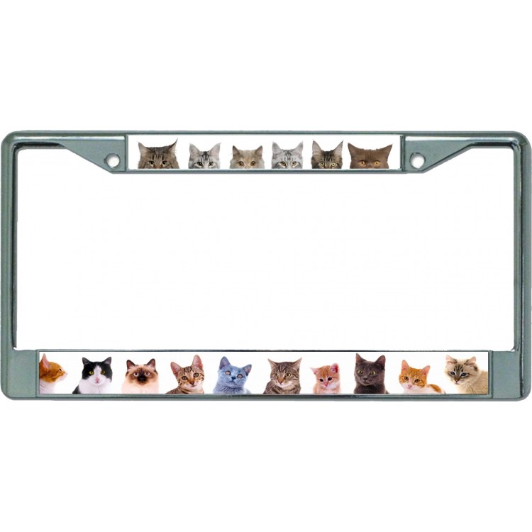 LPO5493 6 x 12 in. Adorable Cats & Kittens Chrome License Plate Frame