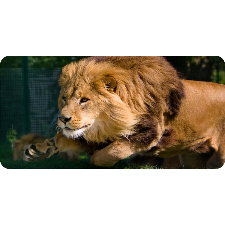 6 x 12 in. Lion on Attack Photo License Plate