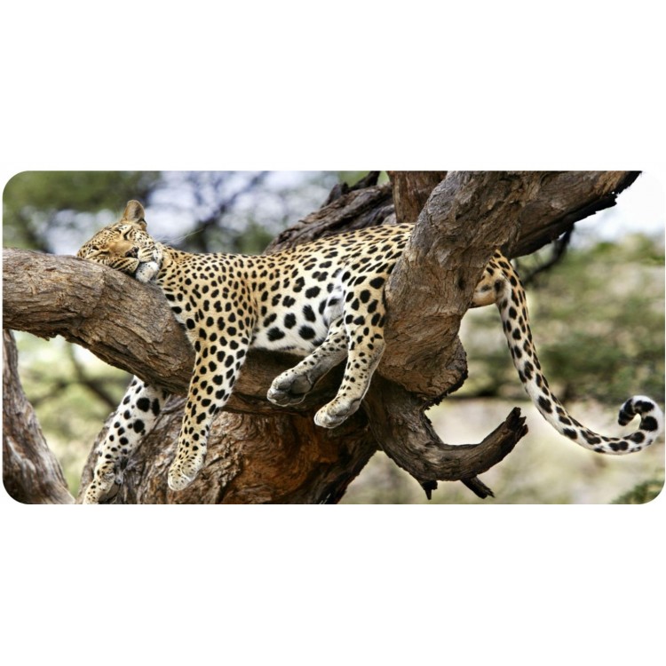 LPO5612 6 x 12 in. Leopard Sleeping in Tree Photo License Plate