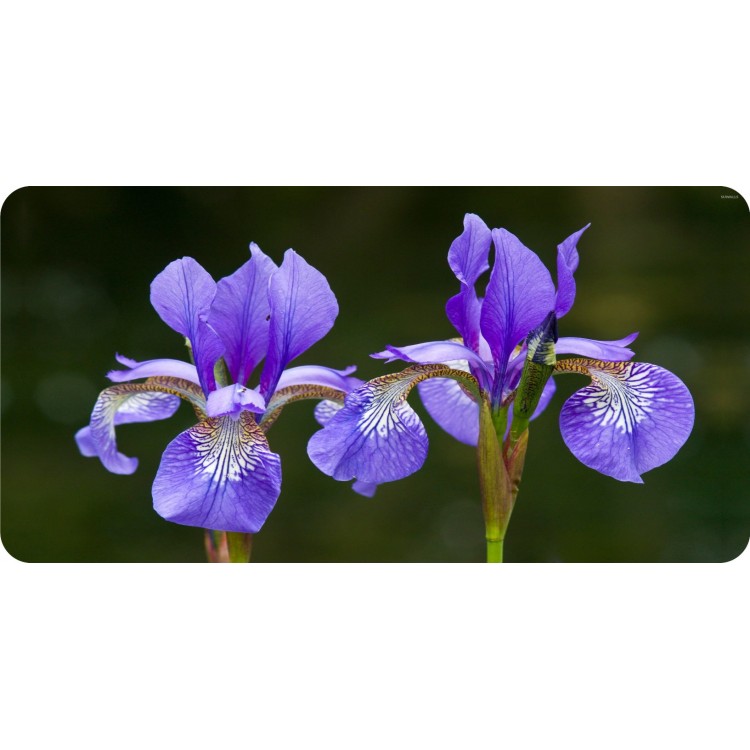 LPO5659 6 x 12 in. Iris Flowers Photo License Plate