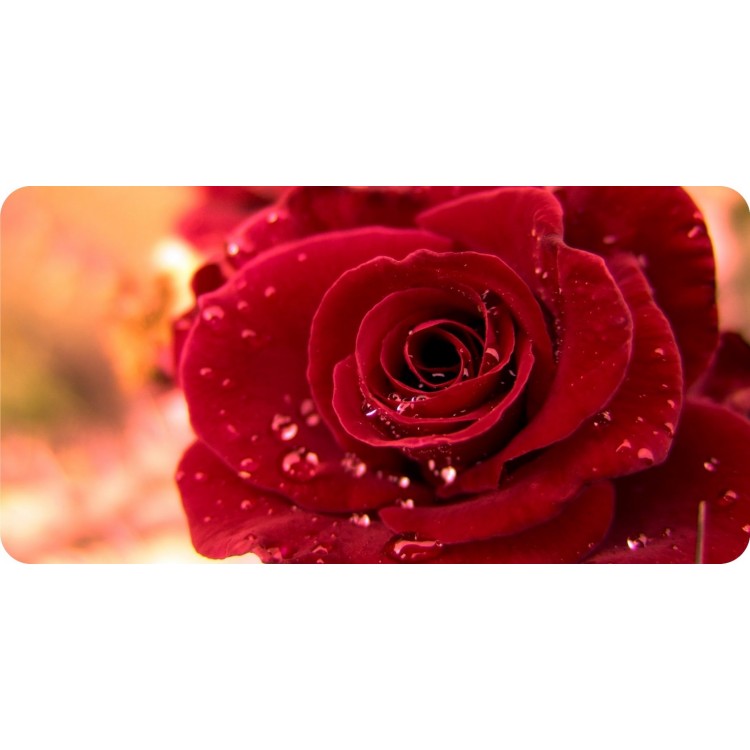 LPO5664 6 x 12 in. Red Rose Wallpaper Photo License Plate