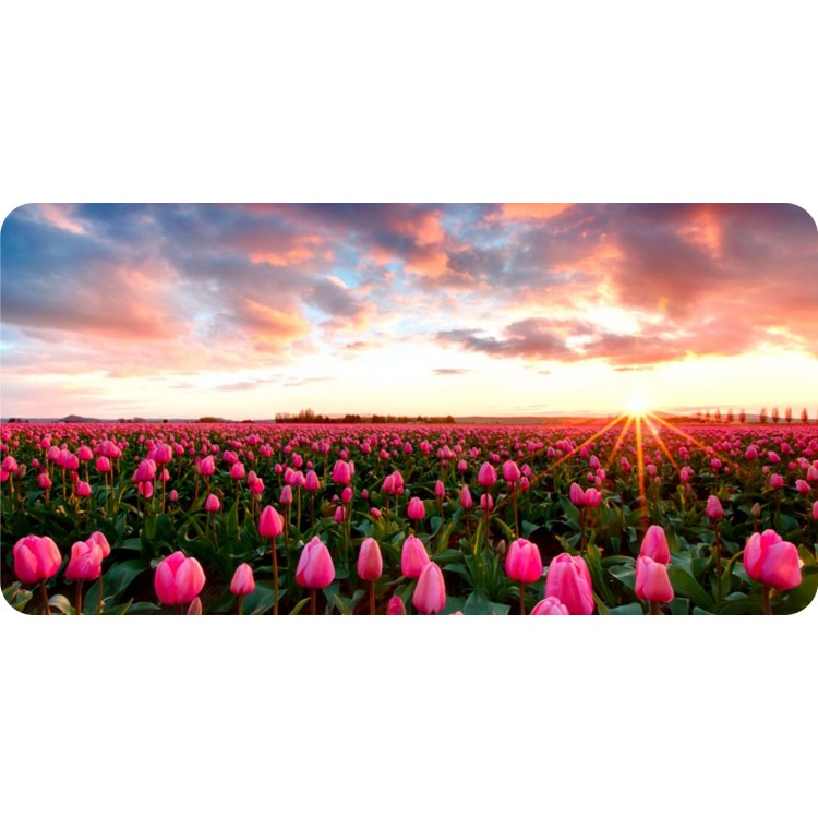 LPO5665 6 x 12 in. Tulip Field of Flowers Photo License Plate