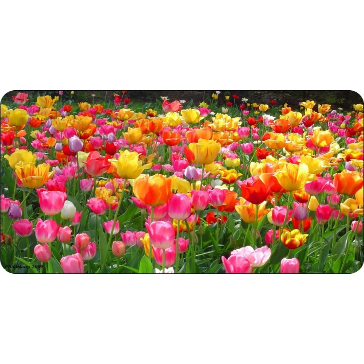 LPO5666 6 x 12 in. Tulip Field of Flowers No.2 Photo License Plate