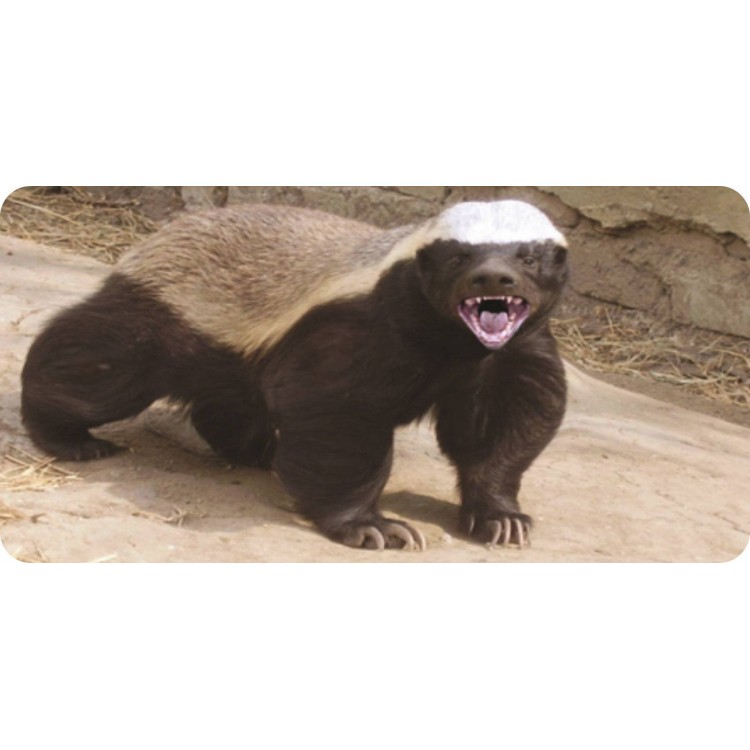 6 x 12 in. Honey Badger No.1 Photo License Plate