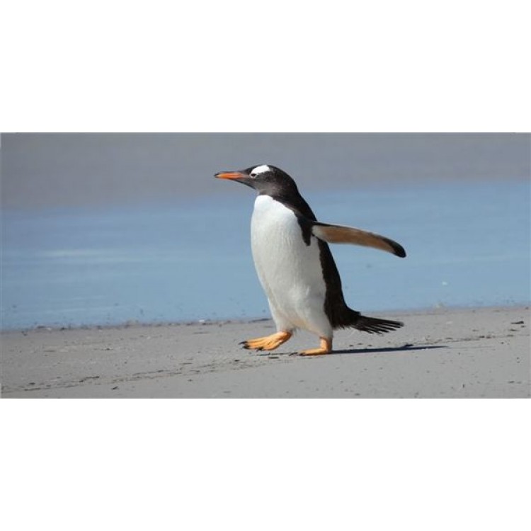 LPO1069 Penguin on Beach Photo License Plate
