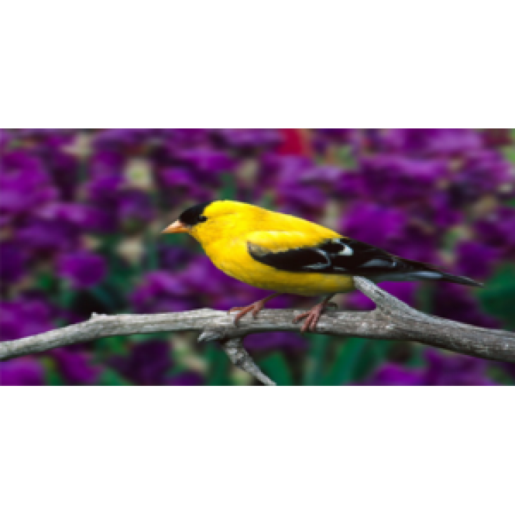 LPO586 Yellow Canary Photo License Plate
