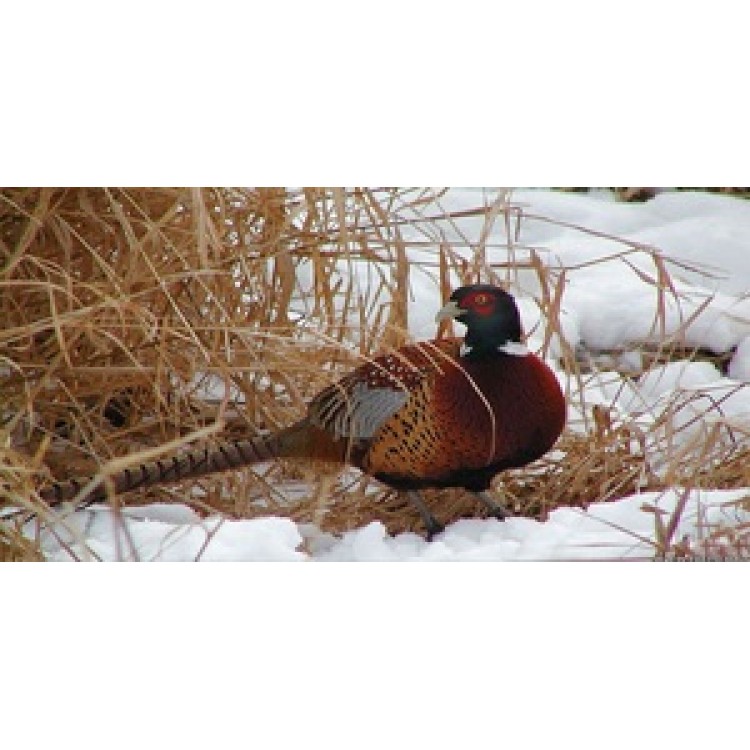 LPO597 Pheasant in Snow Photo License Plate