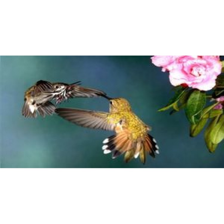 LPO716 Hummingbird Photo License Plate