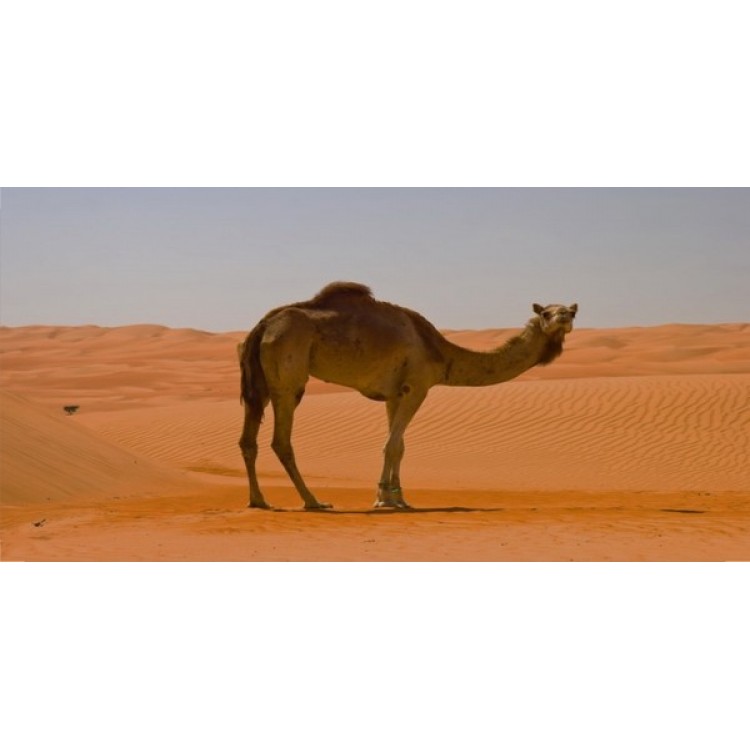 LPO1251 Camel Photo License Plate