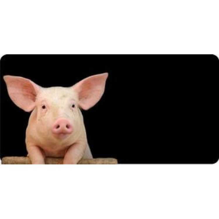 LPO633 Pig Offset on Black Photo License Plate