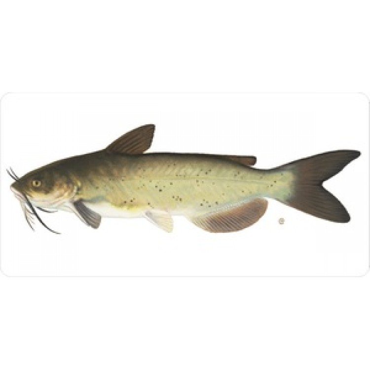 LPO609 Catfish on White Photo License Plate