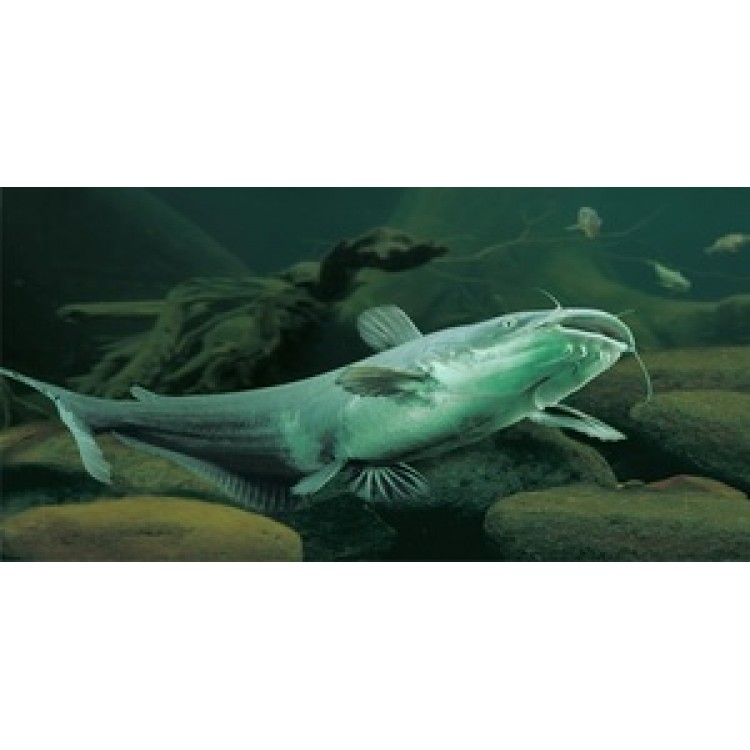 LPO608 Catfish Swimming Photo License Plate