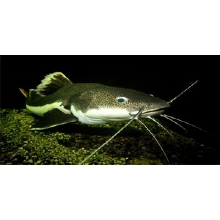 LPO607 Catfish Underwater Photo License Plate