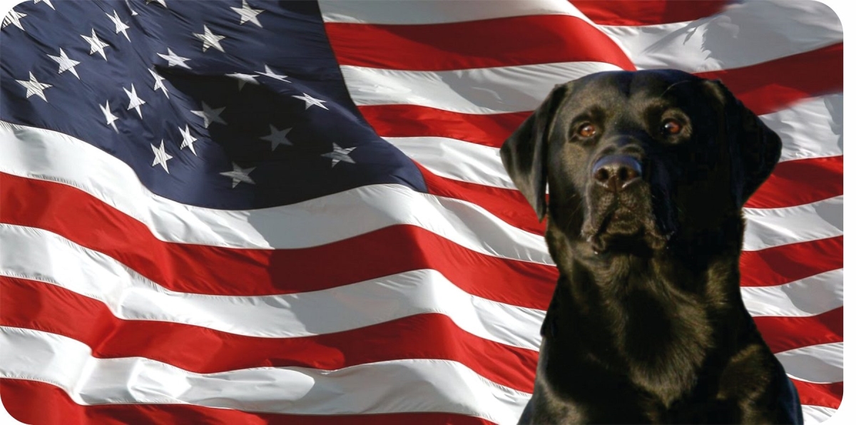 Black Lab on U.S. Flag License Plate - 6 x 12 in. - Durable Aluminum