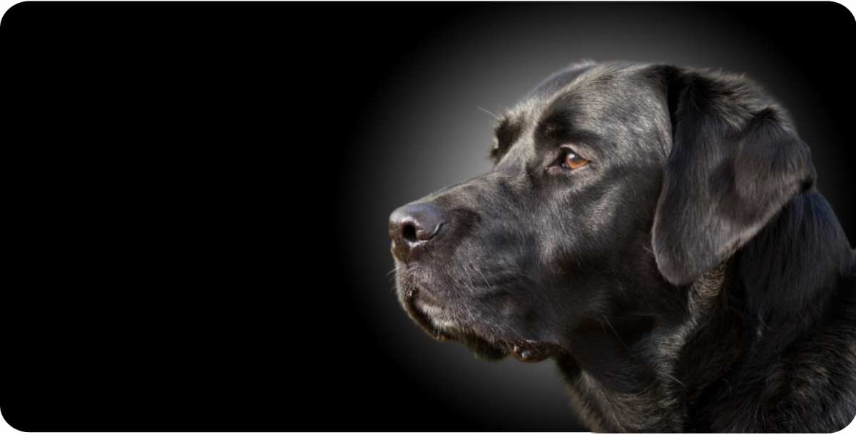 LPO7883 6 x 12 in. Black Labrador Offset Photo License Plate