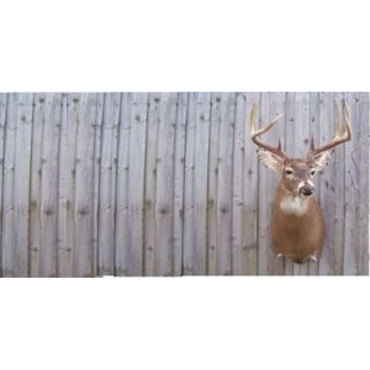 LPO734 Mounted Trophy Buck Offset Photo License Plate