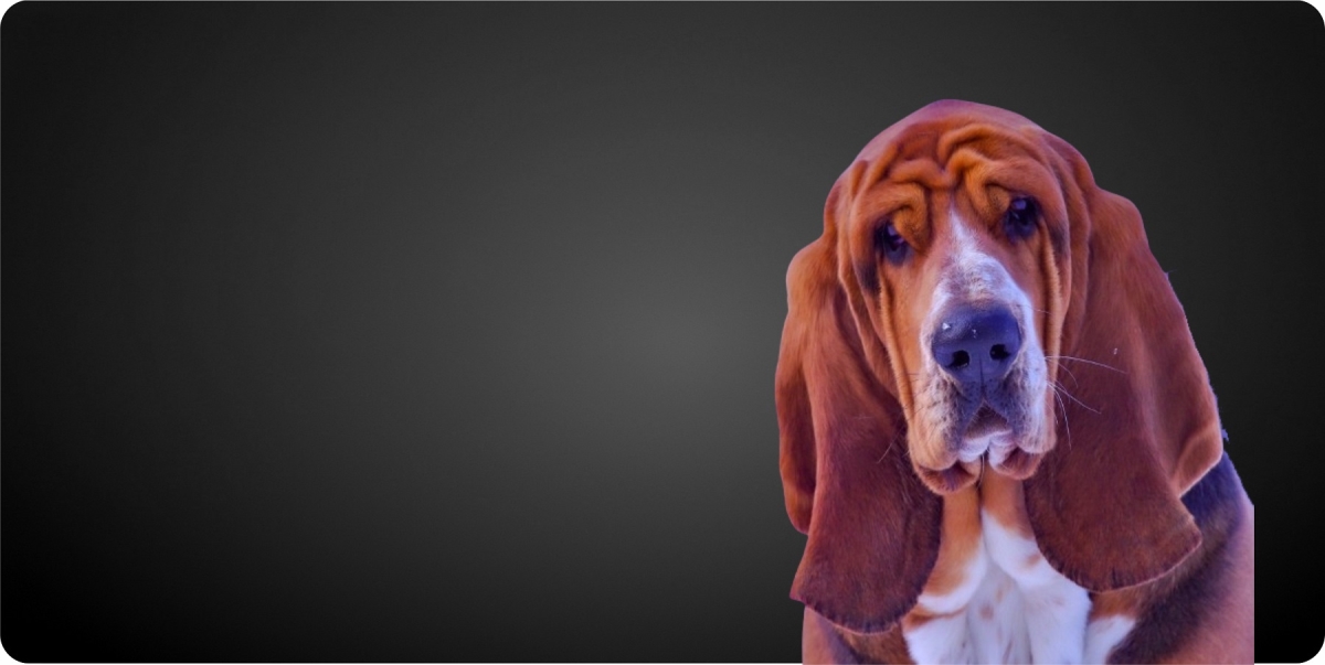 LPO8228 Blood Hound Offset Photo License Plate