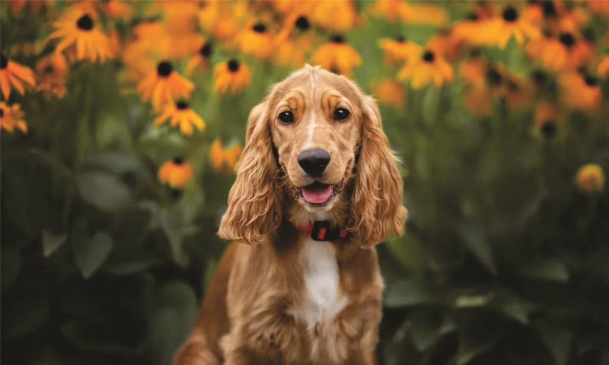 LPO7550 6 x 12 in. Cocker Spaniel Photo License Plate