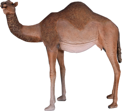 Picture of Queens of Christmas WL-LLCML-ML Life Size Male Camel