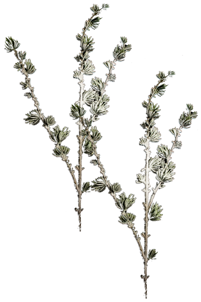 PCK37-JPN-SN-2PK 37 in. Japanese Pine Pick with Snow for Christmas Decoration - Pack of 2
