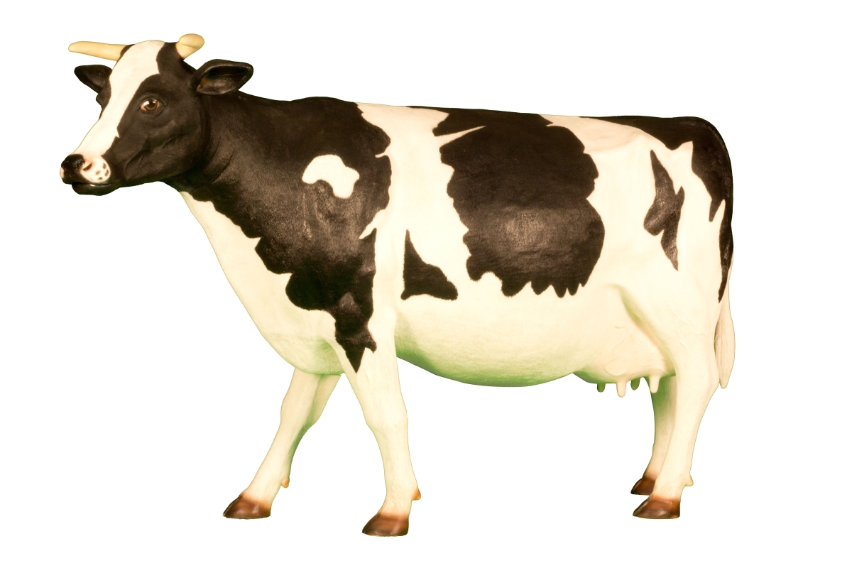 5 ft. Life Like Cow Sculpture with Head Up