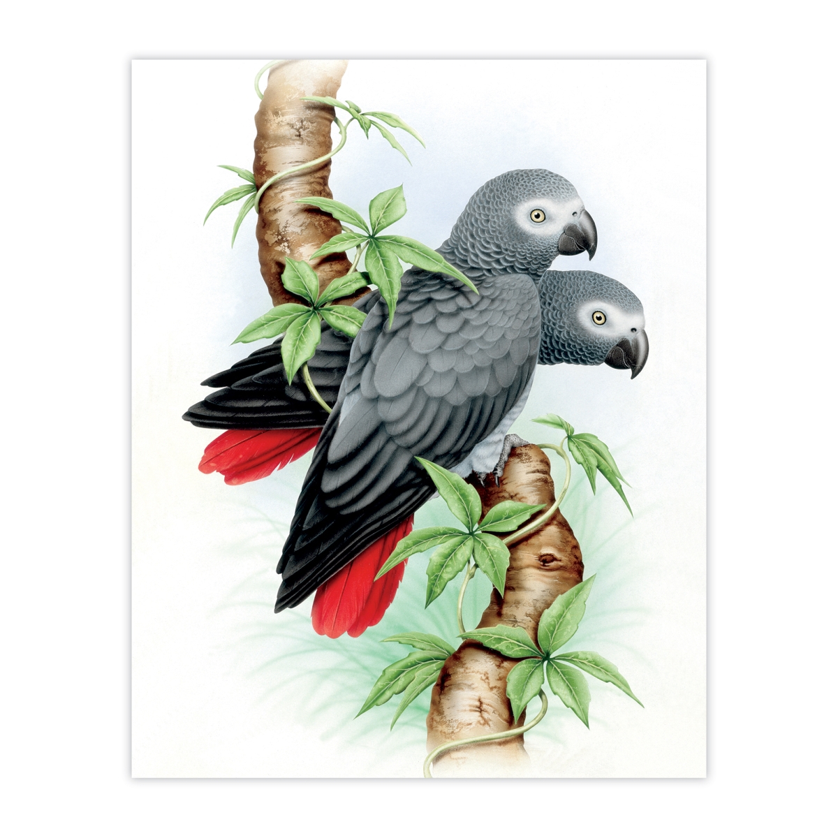 Vibrant Prints Canvas Texture Wall Art - African Gray - 8 x 10 in. - Made in USA