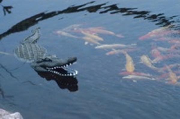 Floating Alligator Head Decoy
