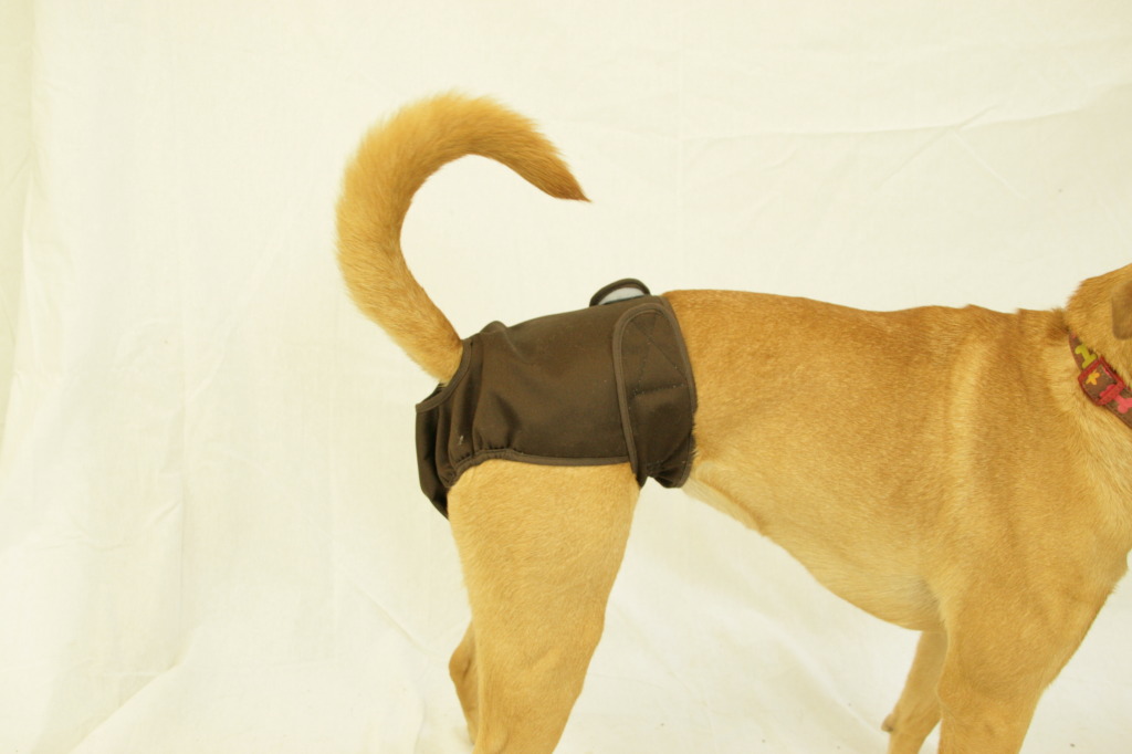 Picture of Seasonals 41120BRN Washable Female Dog Diaper, Brown - Fits Squatty Body