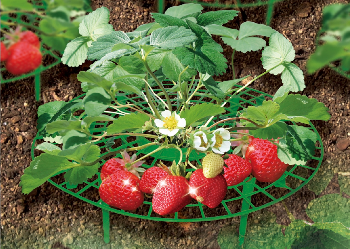 Zenport P309 Garden Supports Fruit & Vegetable Supports