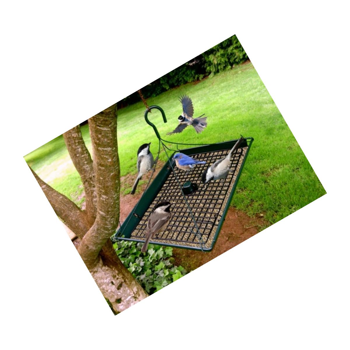 Picture of Zenport Z203009 3 in 1 Platform Bird Seed Feeder