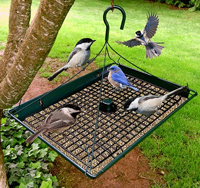 Picture of Zenport Industries Z203009-6PK 2-in-1 Platform Bird Feeder - Pack of 6