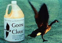 Picture of Bird-X BS-GAL Bird Stop Goose Chase Repellent Chemical