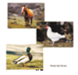 Picture of Stages Learning Materials Slm152 Farm Animal Poster Set Set Of 10