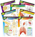 Picture of Trend Enterprises T-38913 Chart Pack The Human Body-7/Pk 17 X 22 Gr. 5-8