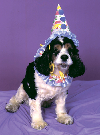 Picture of Costumes For All Occasions FW9000CL Pet Costume Clown