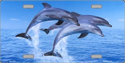 LP - 1186 Dolphins License Plate - AB026