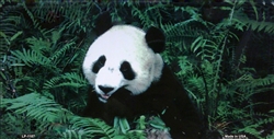 LP - 1187 Panda Bear License Plate - AB027