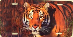 LP - 1188 Tiger License Plate - AB028