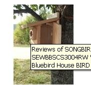 Picture of Western Bluebird Ultimate Bluebird House