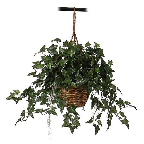 Picture for category Ivy Plants