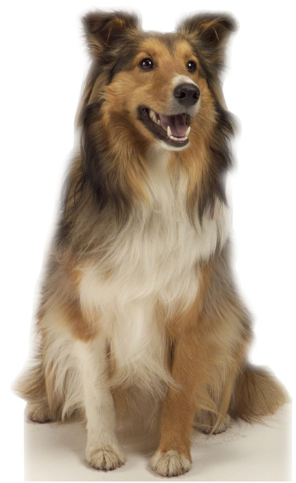 Collie Dog Life-Size Cardboard Stand-Up